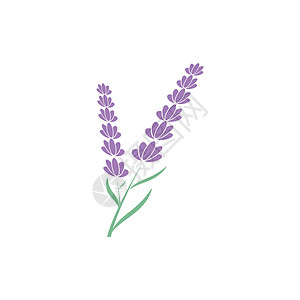 薰衣草 Logo 模板矢量符号草本植物花园疗法植物花束草本白色紫色叶子芳香图片