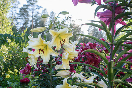 特写黄色百合花百合花园花粉场景植物美丽植物群树叶橙子雌蕊图片