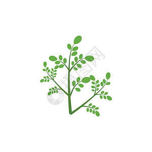 辣木叶标志模板 vecto绿色草本植物标识蔬菜健康制药环境花园食物植物图片