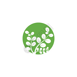 辣木叶标志模板 vecto叶子生态制药艺术蔬菜健康草本植物环境植物食物图片