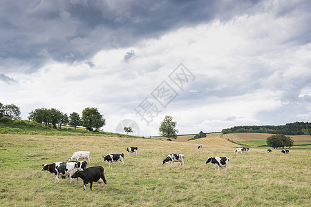 夏季乡村风景 在查理维尔附近的法兰西阿登有绿色草地和奶牛动物全景农场土地山坡冒险天气丘陵村庄国家图片
