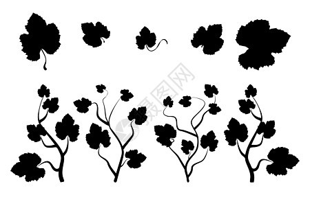 酒叶和树枝剪影在白色背景下被隔离图片