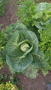 农场或温室的成熟收获 生长在蔬菜上的白菜头是绿色植物种植园收成栽培营养菜园沙拉健康饮食食物图片