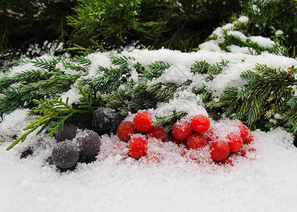 黑葡萄的冬季生命和白雪背景上的红贝子 文字或刻字的地方 请见下图please季节天气绿色浆果水果白色叶子植物食物红色图片