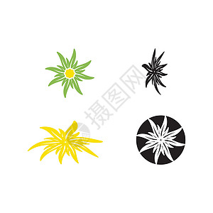 设置雪绒花徽标模板 vecto植物群高山白色插图假期艺术植物叶子绘画背景图片