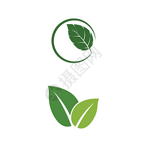 叶薄荷标志模板矢量符号食物白色草本植物药品植物艺术薄荷香气绿色插图图片
