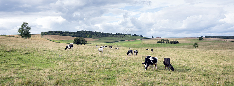 夏季乡村风景 在查理维尔附近的法兰西阿登有绿色草地和奶牛全景农场土地国家远足农田动物场地丘陵天空图片