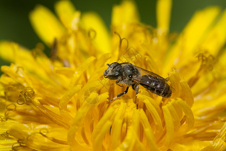 在花朵中一只小单蜜蜂植物群荒野草地花园植物学蜂蜜花蜜宏观昆虫动物图片