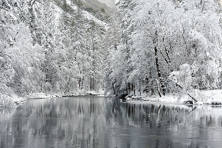 Yosemite 冬季森林反射草地公园松树黑色环境国家风景旅游图片