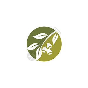 桉树叶标志矢量模板植物绿叶生态标识桉树植物学草药插图叶子防腐剂图片
