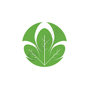 辣木叶标志模板 vecto插图药店制药花园绿色蔬菜植物草本植物艺术标识图片