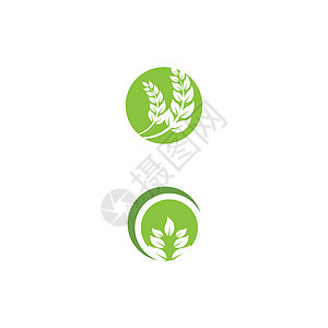 叶标志模板矢量符号装饰品植物生物生长叶子绿色生态插图环境背景图片