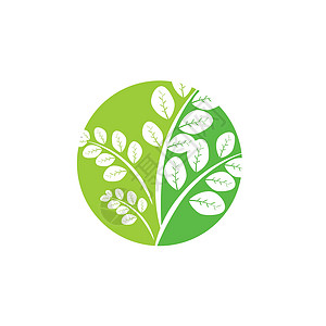 辣木叶标志模板 vecto药店艺术环境插图标识制药叶子生态草本植物植物图片