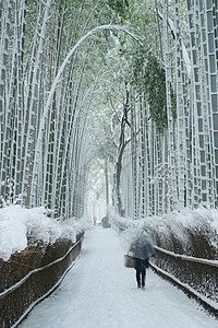 雪中竹木林花园旅游白色绿色竹子冻结植物地标图片