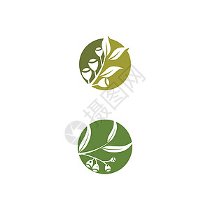 桉树叶标志矢量模板植物绿叶生态植物学叶子绿色插图防腐剂草药桉树图片
