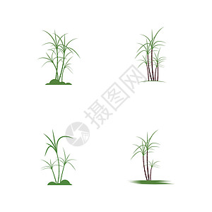 甘蔗标志模板矢量符号集产品食物横幅标识叶子颗粒状收成贴纸生物棕榈图片