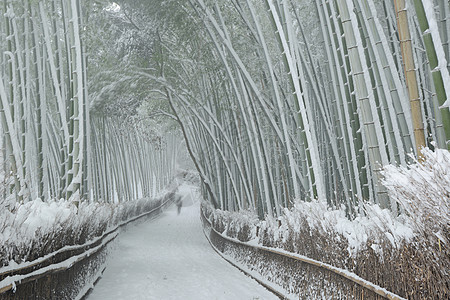 雪中竹木林白色地标冻结旅游植物竹子绿色花园图片