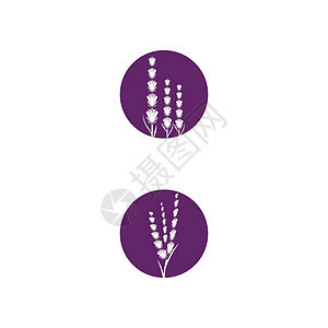 薰衣草 Logo 模板矢量符号草本植物紫色花束疗法叶子草本香气植物白色花园背景图片