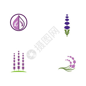 设置薰衣草徽标模板 vecto花园香气紫色花束芳香草本白色植物疗法草本植物图片