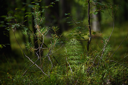 莱迪姆工厂特写叶子树木沼泽地荒野环境旅行公园沼泽森林苔藓图片