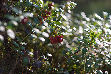 烤熟的红莓水果花园林地森林荒野浆果叶子收成牛痘植物季节图片