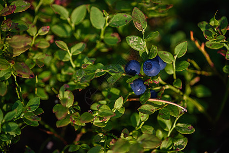 特写蓝莓水果养分森林环境宏观覆盆子生食甜点阳光衬套荒野图片