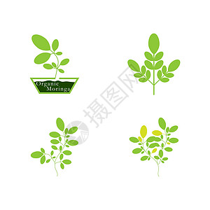 设置辣木叶徽标模板制药食物花园健康药店叶子环境生态蔬菜树叶图片