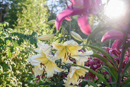 特写黄色百合花雌蕊季节花瓣花粉场景植物群树叶杂交种萱草生长图片