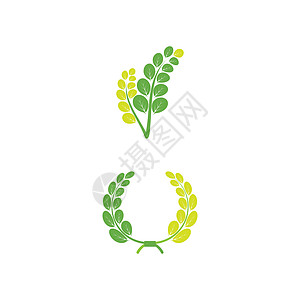 辣木叶标志模板 vecto树叶叶子药店环境生态蔬菜艺术植物食物绿色图片
