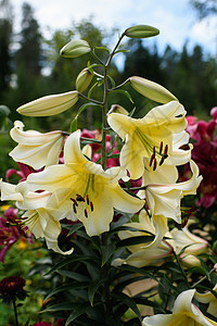 特写黄色百合花花园杂交种花瓣花坛雌蕊植物季节墙纸植物学生长图片