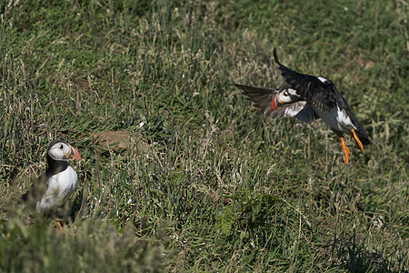 松石登陆动物群濒危翅膀飞行王国航班兄弟会季节荒野野生动物图片