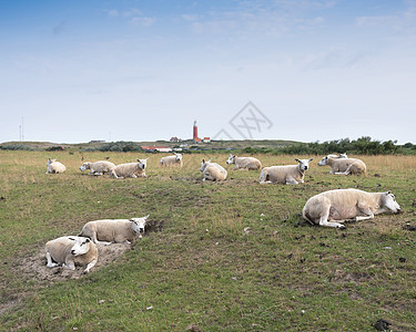 在荷兰河畔德鸡角草和杜特奇岛的灯塔附近的迪凯上绵羊沙丘农业哺乳动物草地地标海岸低潮农场旅行建筑图片
