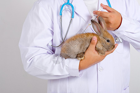 有白袍的兽医或科学家 给棕兔注射一些药物或化学药剂测试诊所疾病宠物安全生物学皮肤野兔科学实验室图片