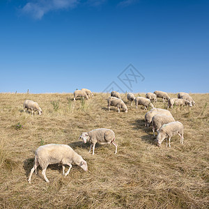 在阴原蓝天下 绵羊在草地上漂浮蓝色堤防农业农场天空哺乳动物羔羊农村动物蓝天图片
