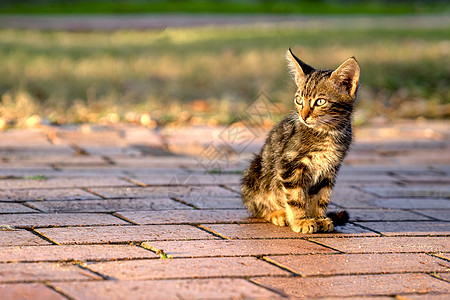 小寂寞小猫 坐在公园的步行道上图片