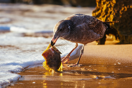 猫吃鱼澳大利亚的海鸥食用鱼翅膀太阳食物野生动物生存航班羽毛领土海洋海岸背景