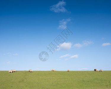 在阴原蓝天下 绵羊在草地上漂浮场地农田羊肉羔羊羊毛天空农场动物蓝色家畜图片