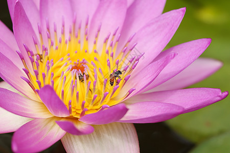 粉红水百合蜜蜂热带花瓣昆虫反射荷花池塘叶子植物花园紫色图片