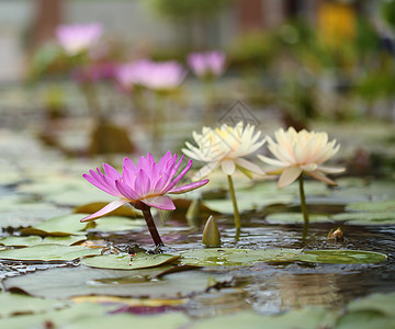 粉红和白莲或百合水昆虫植物学热带花瓣池塘异国植物情调荷花反射图片