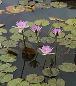 粉色莲花或水百合热带公园反射花园蜜蜂荷花昆虫紫色池塘叶子图片