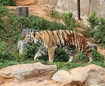 Bengal 老虎荒野动物园打猎野猫猎人野生动物橙子丛林动物条纹图片