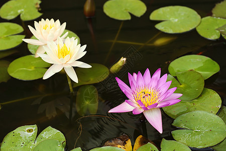 粉红和白莲或百合水公园紫色荷花花瓣热带花园植物学植物昆虫池塘图片