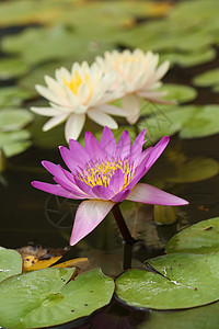 粉红和白莲或百合水池塘异国叶子公园情调蜜蜂花瓣植物昆虫植物学图片