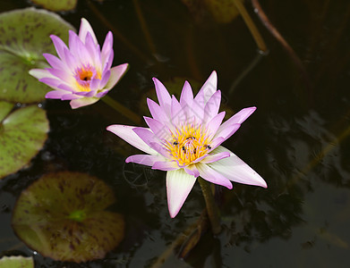 粉色莲花或水百合反射植物群昆虫紫色花园荷花花瓣公园植物学叶子图片