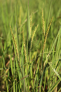 稻田稻米猛涨树叶叶子植物种植园金子农业收成农村农田季节图片