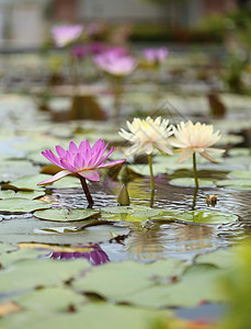 粉红和白莲或百合水昆虫花瓣蜜蜂叶子公园池塘植物植物学花园荷花图片