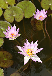 粉色莲花或水百合情调荷花公园紫色植物学池塘花瓣植物反射异国图片