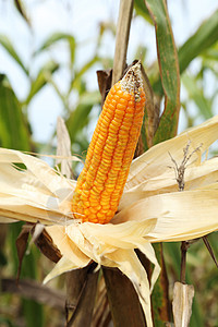 田里玉米在田地的树枝上农业植物饲料植物群蔬菜环境黄色乡村棒子花园图片