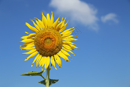 与蓝天的向日葵季节花粉植物学植物活力天空黄色生长草地绿色图片