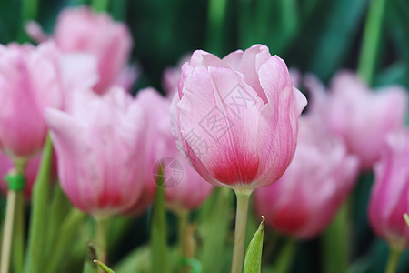 美丽的粉红色郁金香花园季节植物园艺绿色背景植物群粉色场地白色图片